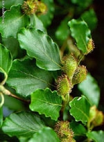 MSA FAGUS SYLVATICA 50 ML