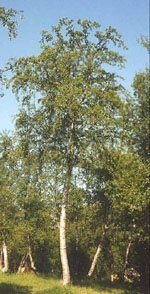 MSA BETULA PUBESCENS 50 ML